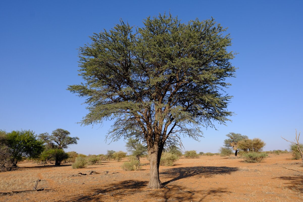 Schirmarten der Kalahari sch&uuml;tzen der Kameldornbaum Kuzikus