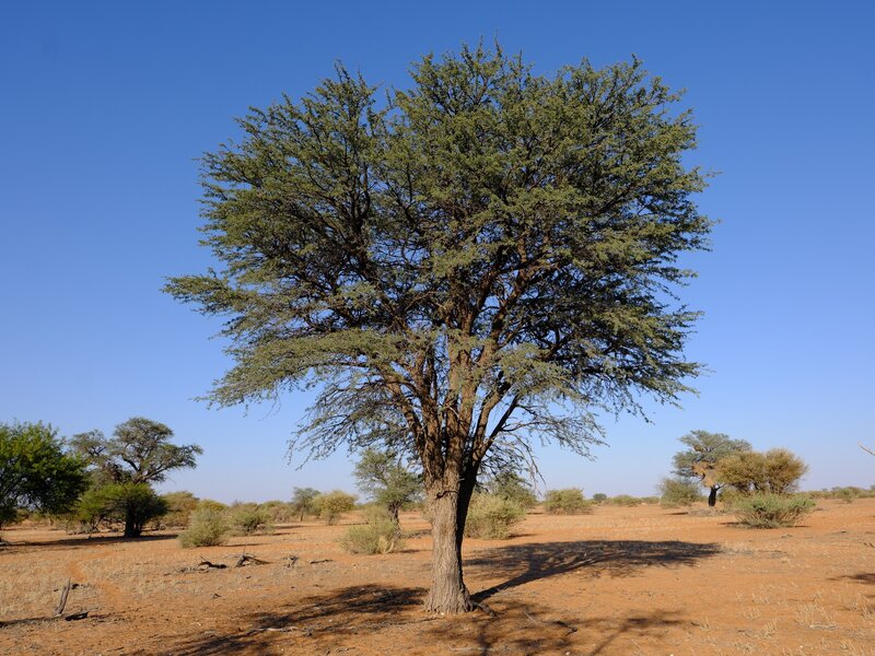 Schirmarten der Kalahari sch&uuml;tzen der Kameldornbaum Kuzikus
