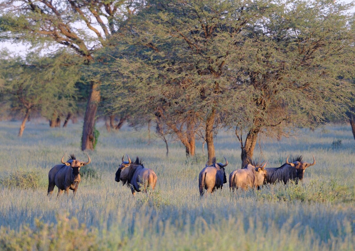 Tierwelt Kuzikus mit Streifengnu