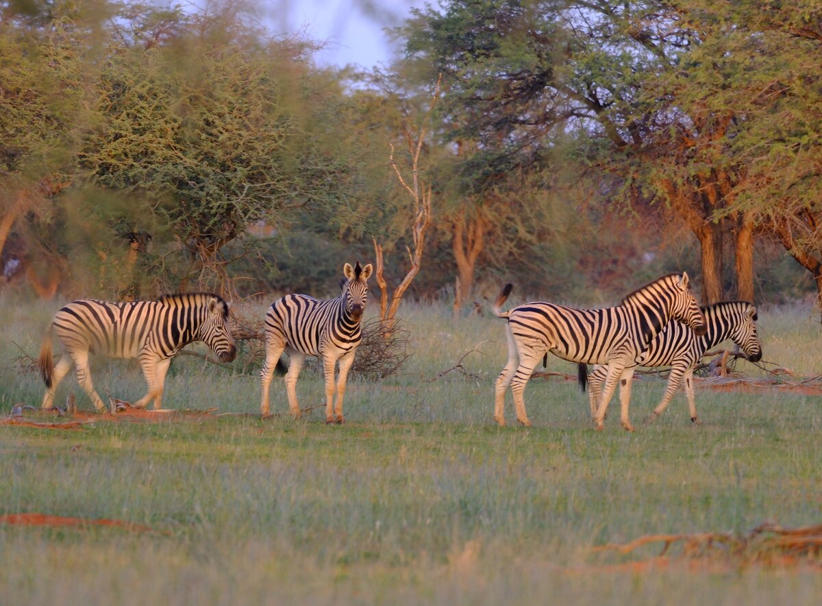 Tierwelt auf Kuzikus mit Zebras