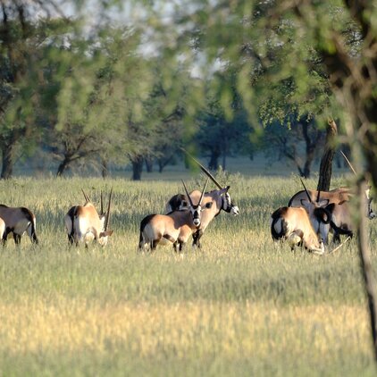 Tierwelt Kuzikus Orxy Herde Namibia