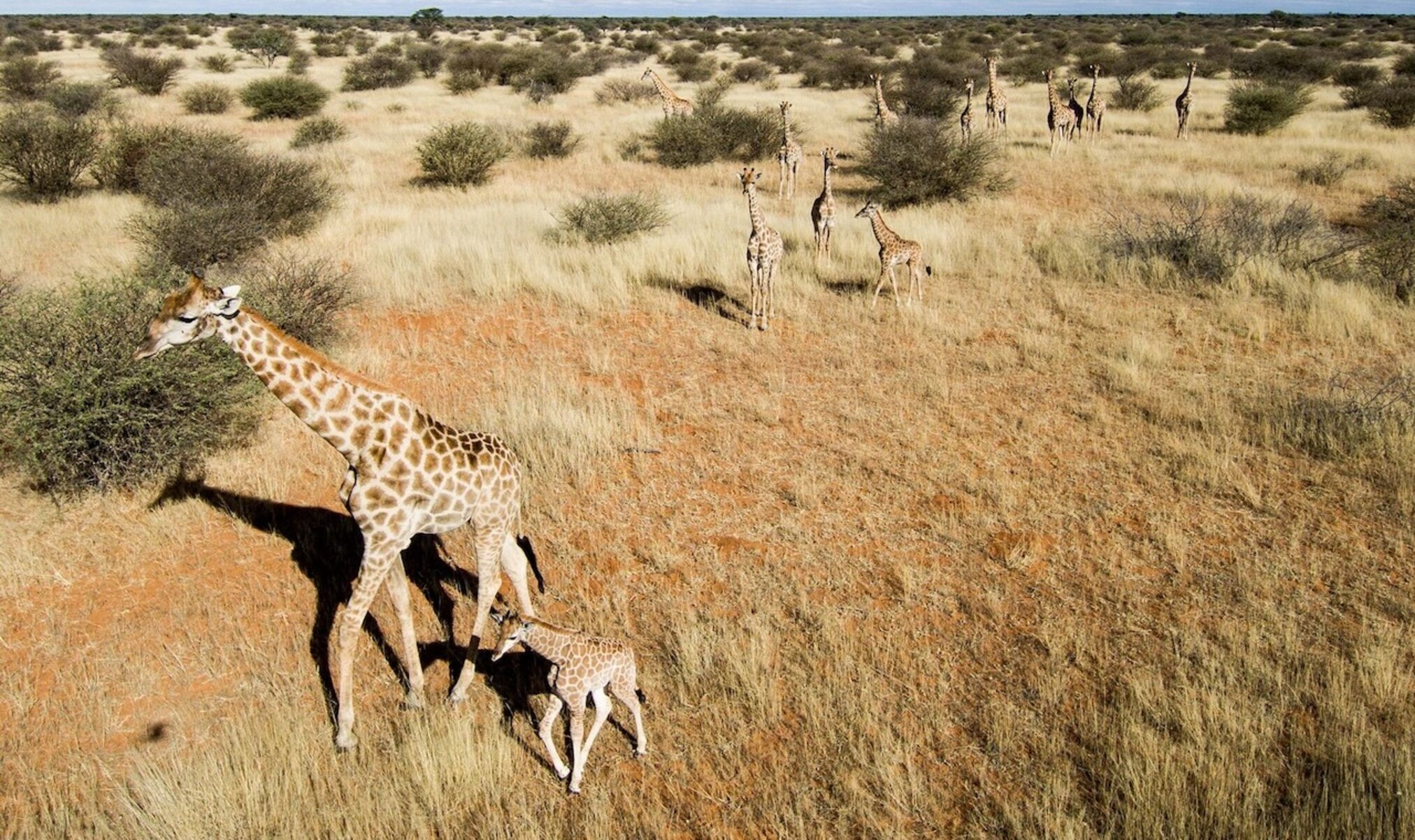 &Ouml;kosystem erhalten mit Naturschutz Namibia Kuzikus