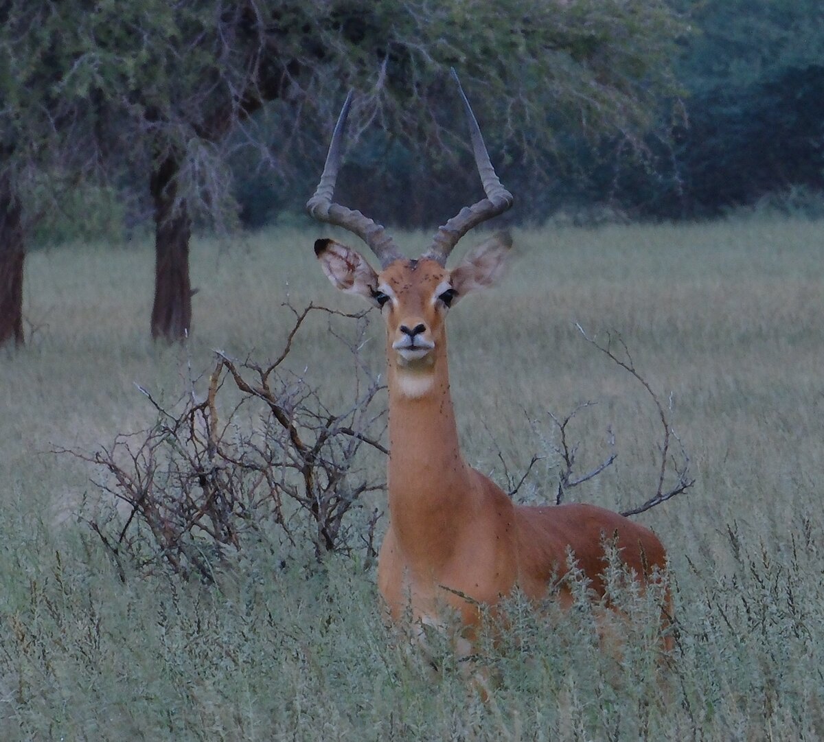 Impala in der Tierwelt Kuzikus Kalahari Namibia 