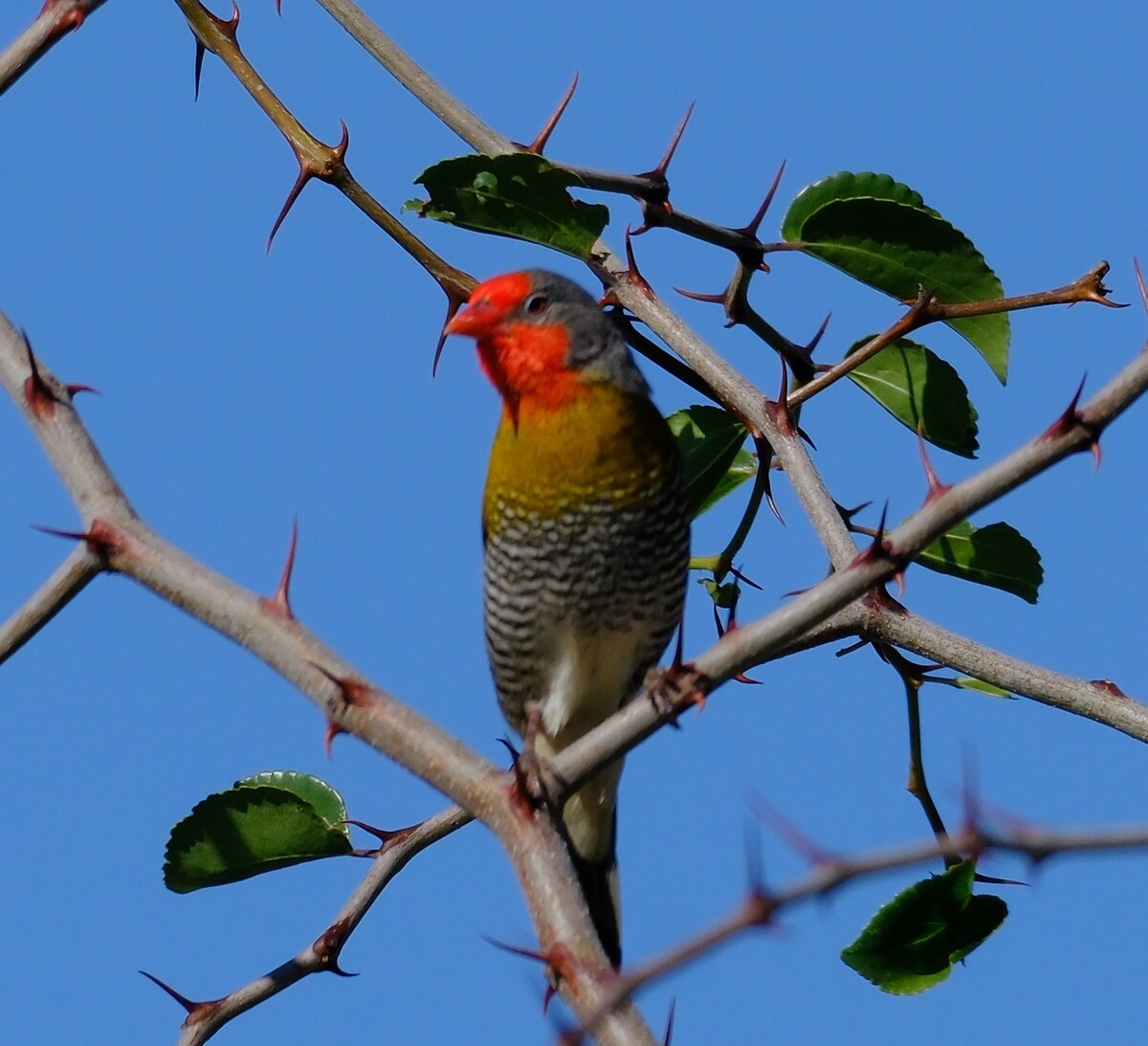 Buntastrild in Tierwelt Kuzikus Wildlife Reserve Kalahari Namibia