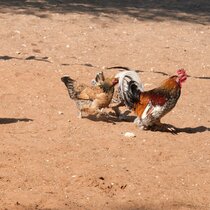 Freilaufende H&uuml;hner Eier Kuzikus Wildlife Reserve & Astro G&auml;stefarm Kalahari Namibia