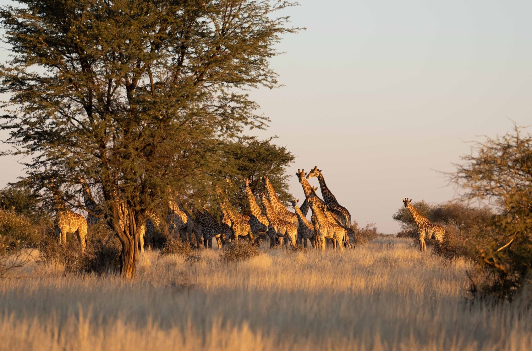 Wildschutzgebiet Kalahari Wildnis Kuzikus Wildlife Reserve & Astro G&auml;stefarm Kalahari Namibia