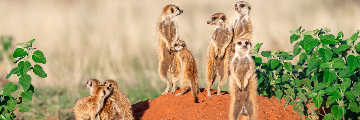 Erdm&auml;nnchen