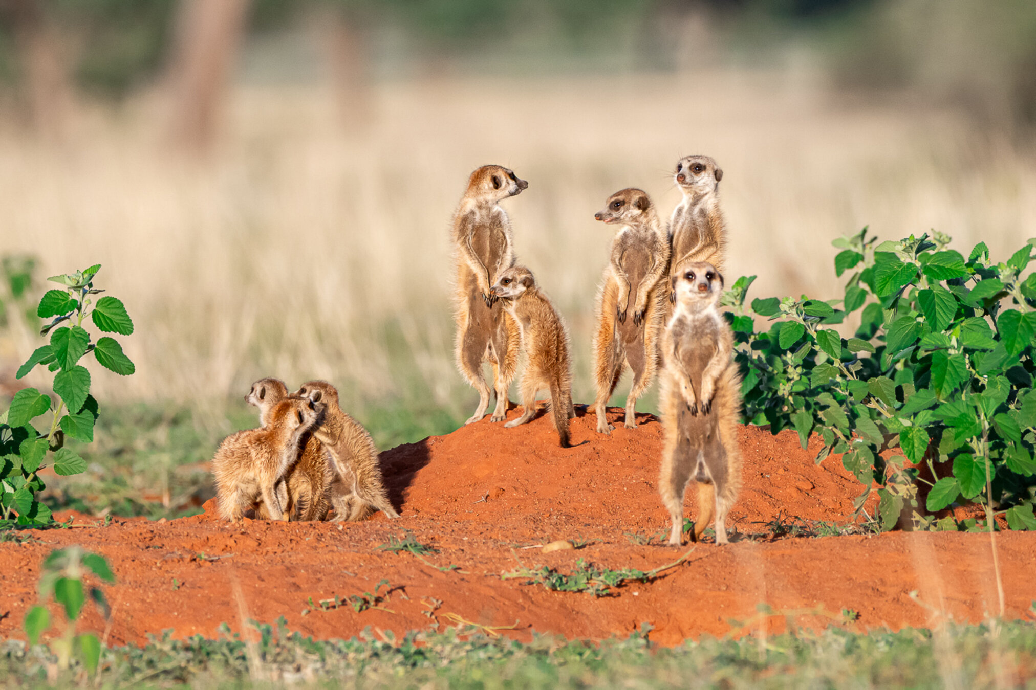 Erdm&auml;nnchen