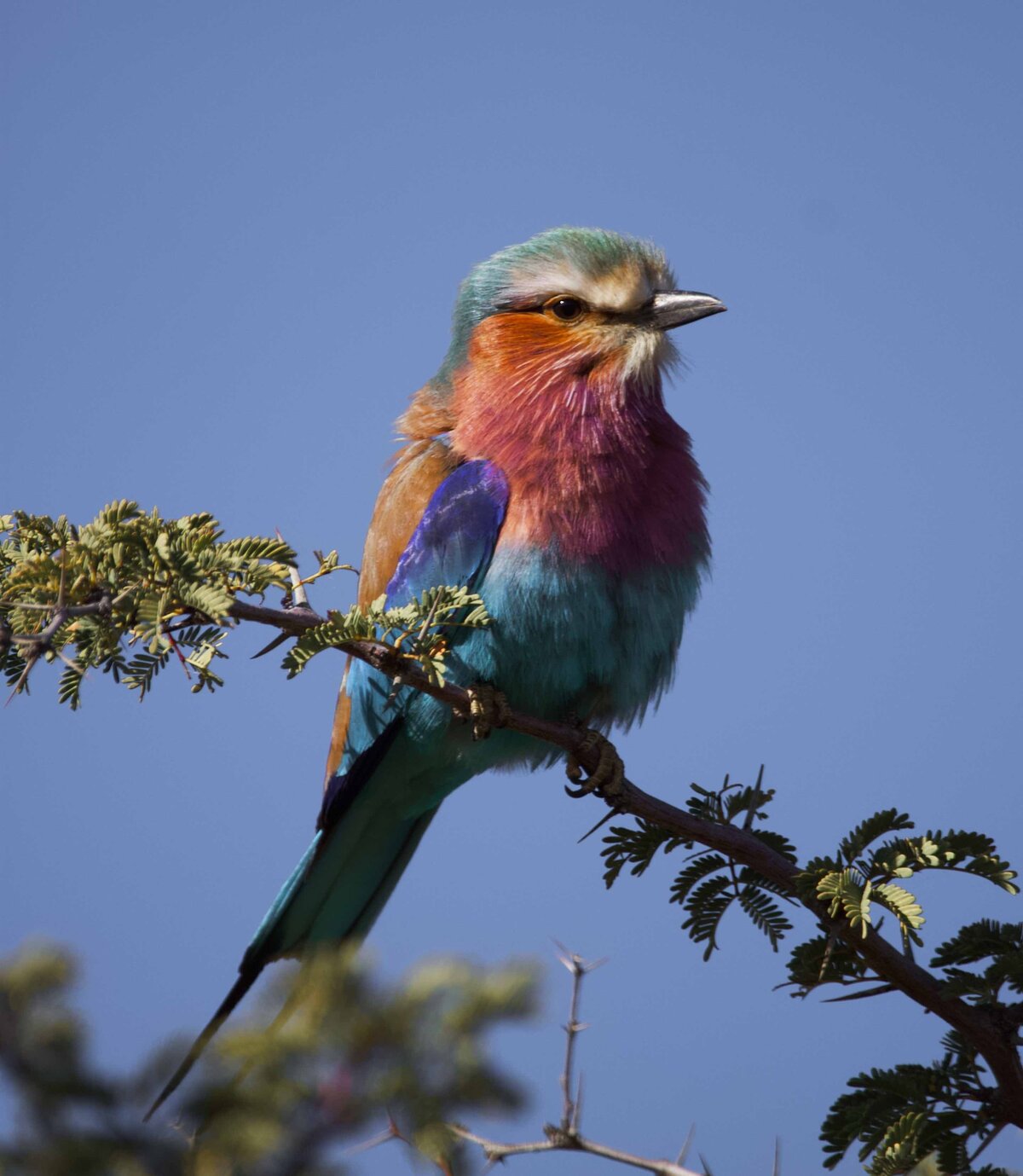 Tier und Vogelwelt kuzikus Wildlife Reserve 6 Astro G&auml;stefarm Kalahari Namibia