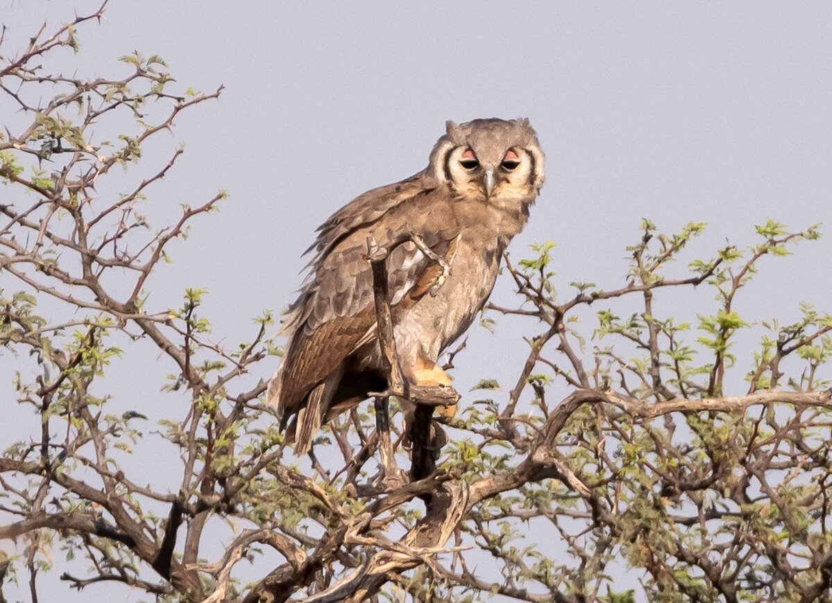 Blassuhu Tierwelt Kuzikus Wildlife Reserve & Astro G&auml;stefarm Kalahari Namibia