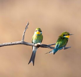 Schwalbenschwanzspint Vogelwelt Kuzikus Wildlife Reserve Kalahari Namibia