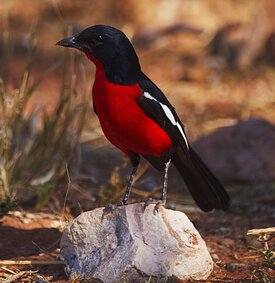 Rotbauchw&uuml;rger Vogelwelt Tierwelt Kuzikus wildlife Reserve & Astro G&auml;stefarm Kalahari Namibia