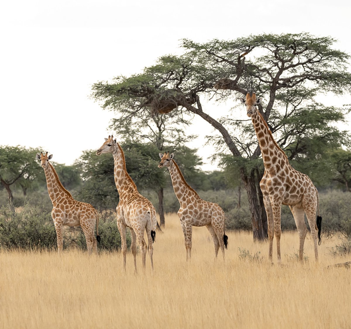Giraffenz&auml;hlung Wildtiermanagement Biologen Exkursion