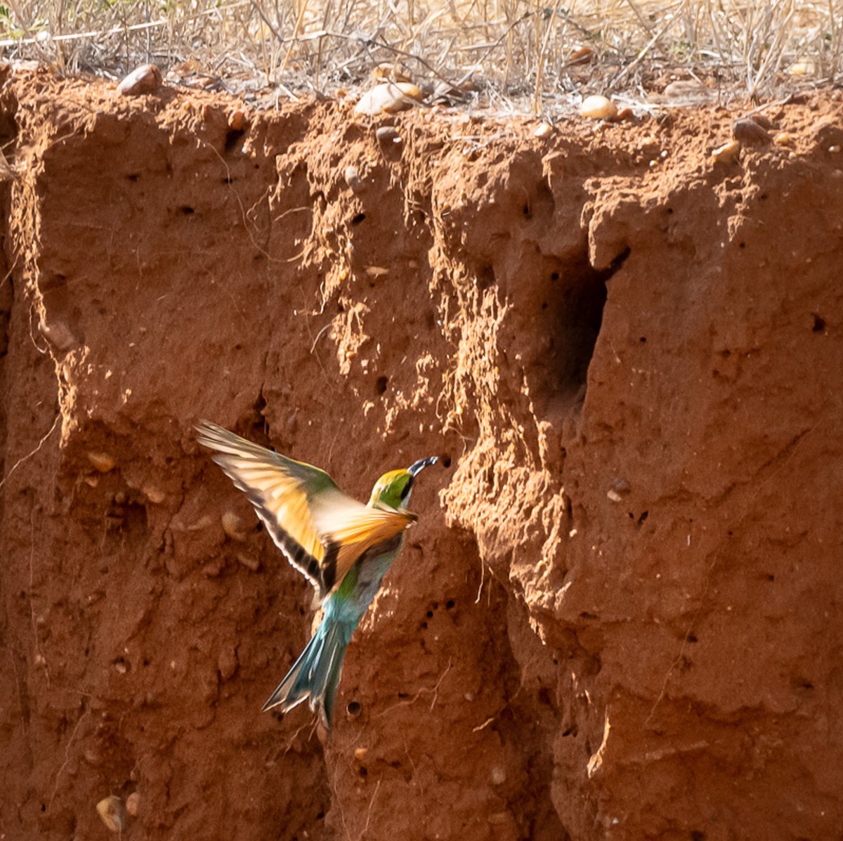 Ornithologie Birdwatching Biologen Exkurison Kuzikus Wildlife Reserve