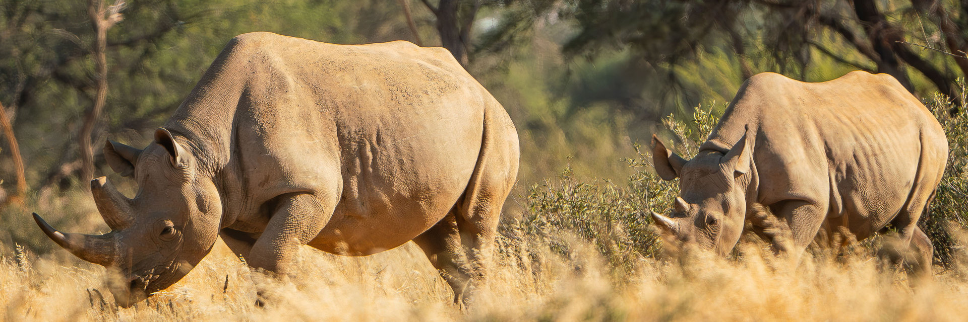 Spitzmaulnashorn Schutzprojekt Kuzikus Wildlife Reserve Kalahari Namibia
