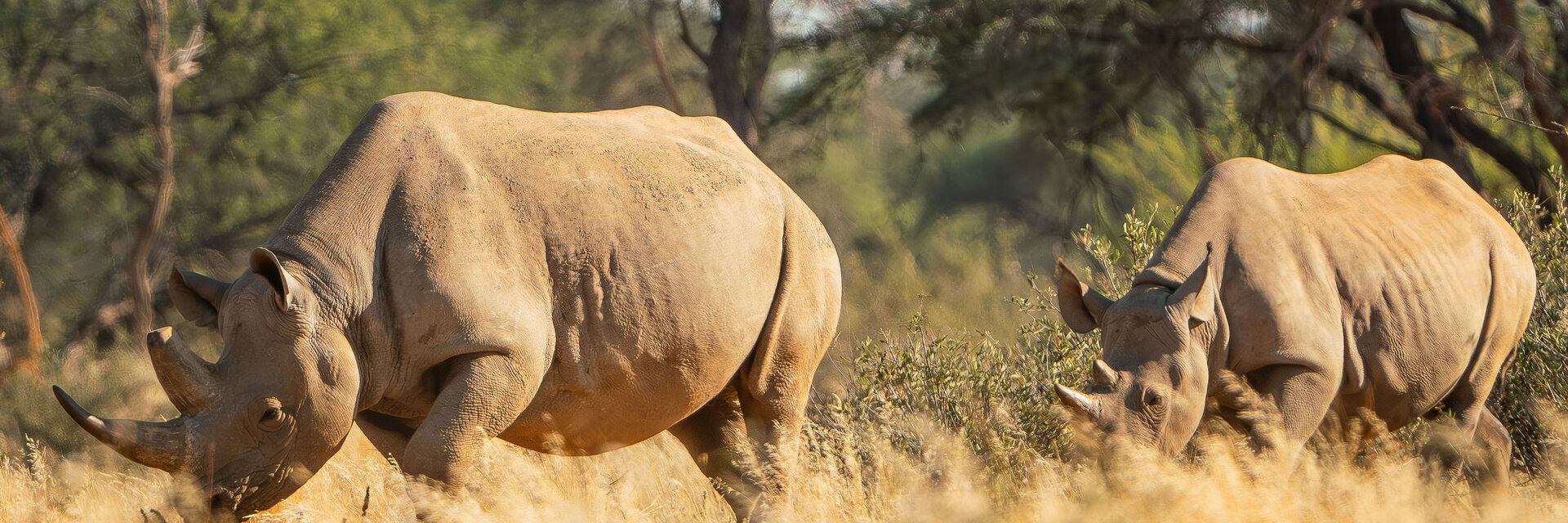 Spitzmaulnashorn Schutzprojekt Kuzikus Wildlife Reserve Kalahari Namibia