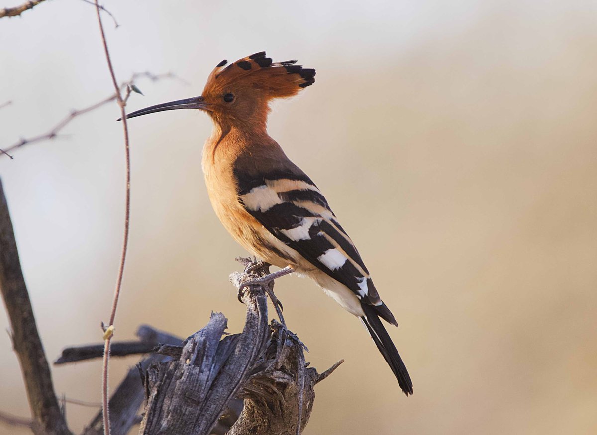 Wiedehopf Vogelwelt Tierwelt Kuzius Wildlive Reserve Kalahari Namibia